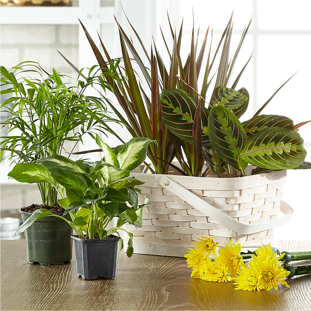Florist Designed Blooming and Green Plants in a Basket – CHET & LEONA'S FLORAL SHOP, Milwaukee WI