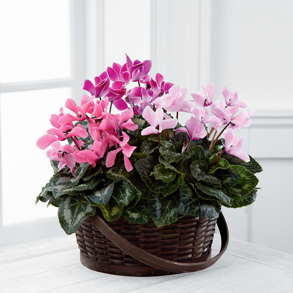 Mixed Cyclamen Planter – CHET & LEONA'S FLORAL SHOP, Milwaukee WI