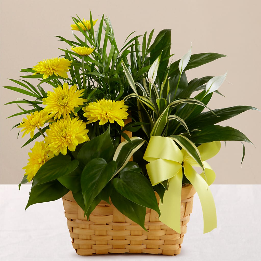 Loving Light Dishgarden – CHET & LEONA'S FLORAL SHOP, Milwaukee WI