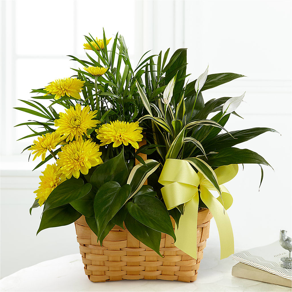 Loving Light Dishgarden – CHET & LEONA'S FLORAL SHOP, Milwaukee WI