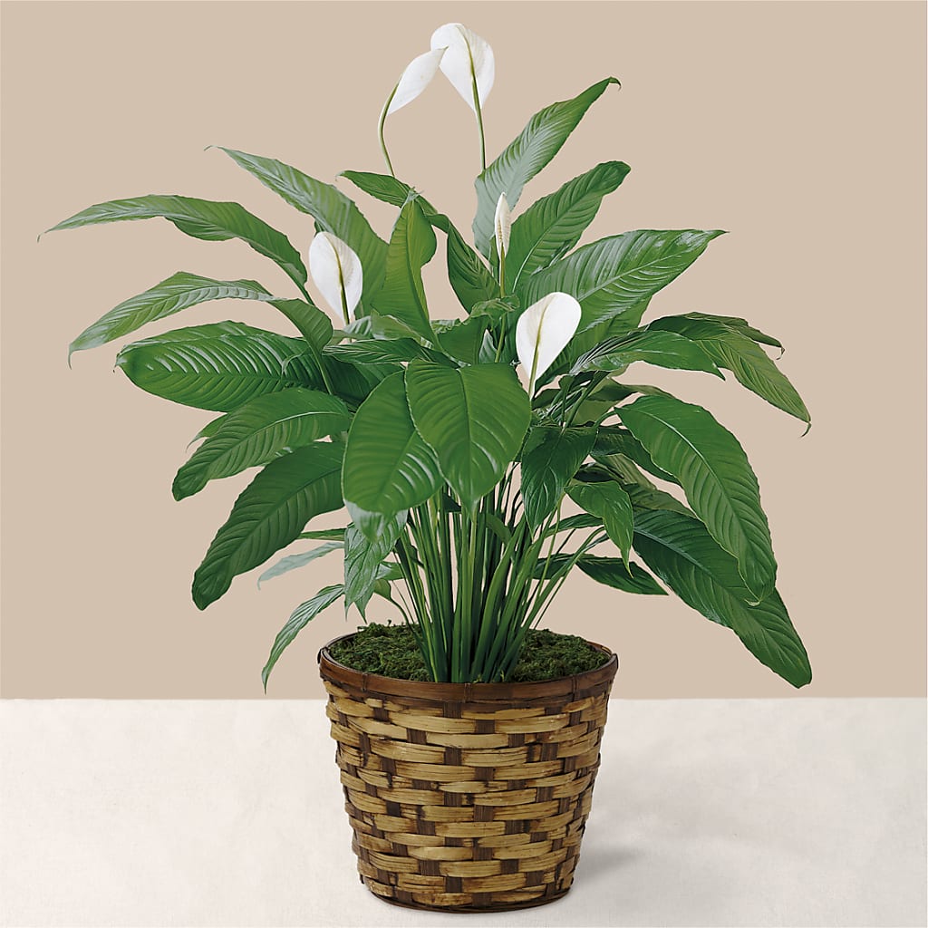 Tranquil Moments Peace Lily Plant – CHET & LEONA'S FLORAL SHOP, Milwaukee WI