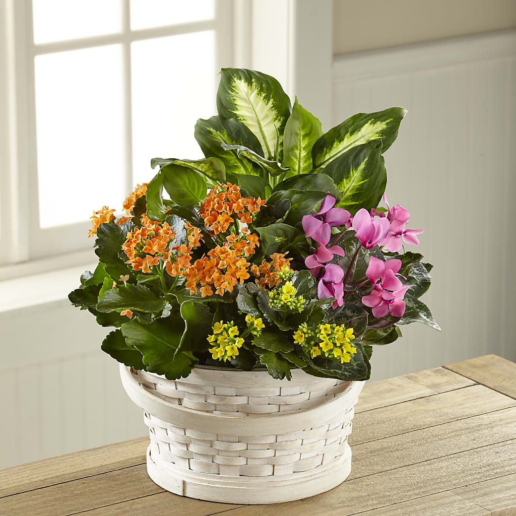Color Crush Dishgarden – CHET & LEONA'S FLORAL SHOP, Milwaukee WI