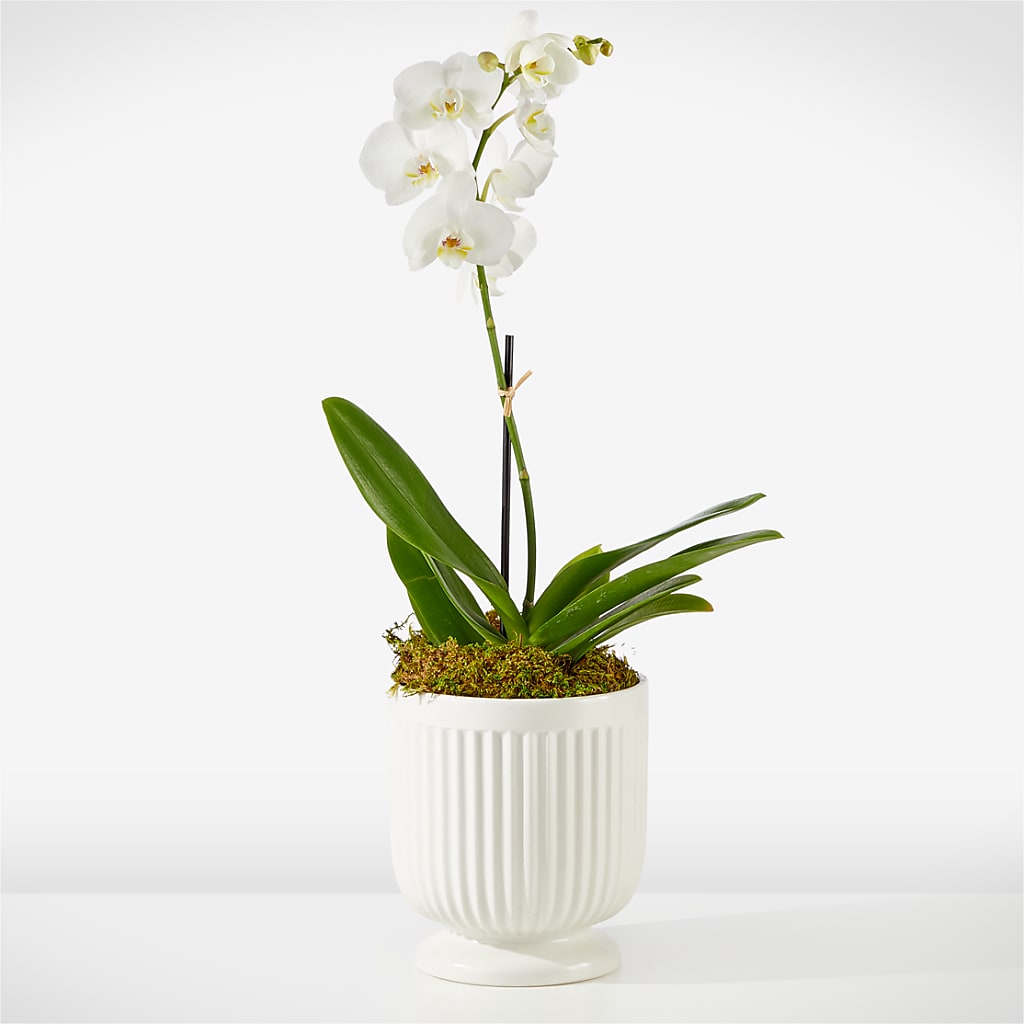 Whispering White Orchid – CHET & LEONA'S FLORAL SHOP, Milwaukee WI