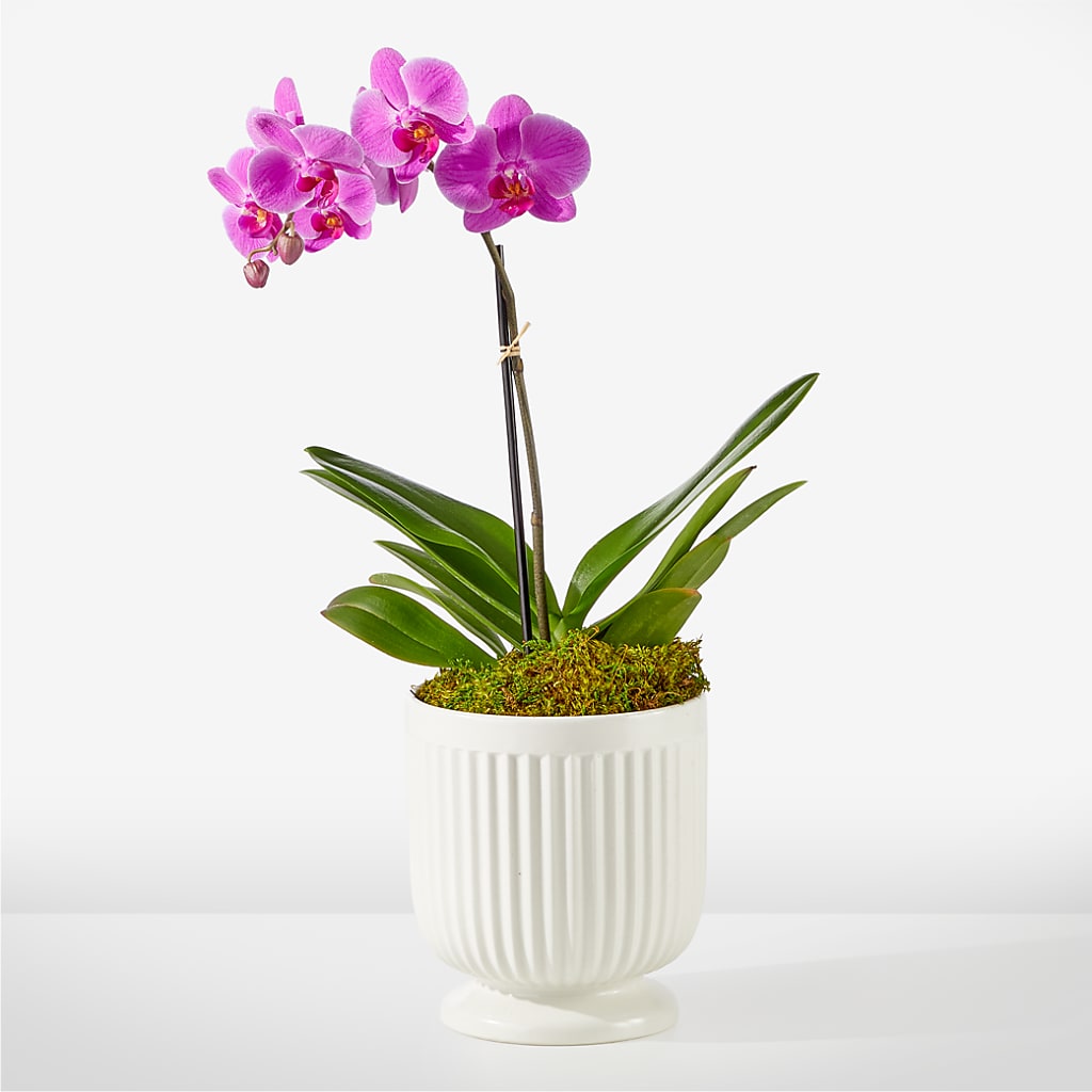 Friendly Fuchsia Orchid – CHET & LEONA'S FLORAL SHOP, Milwaukee WI