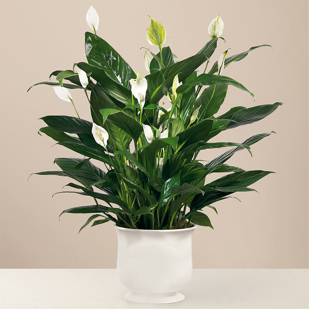Comfort Planter – CHET & LEONA'S FLORAL SHOP, Milwaukee WI