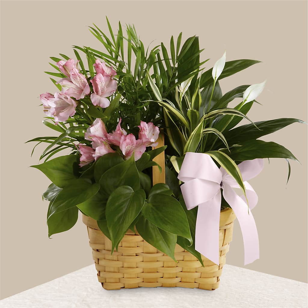 Living Spirit Dishgarden – CHET & LEONA'S FLORAL SHOP, Milwaukee WI