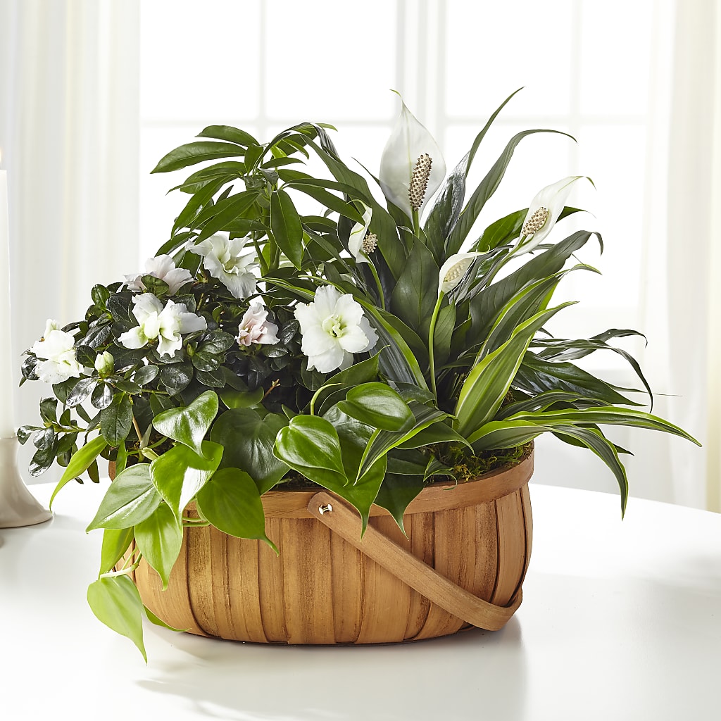 Serene Dishgarden – CHET & LEONA'S FLORAL SHOP, Milwaukee WI