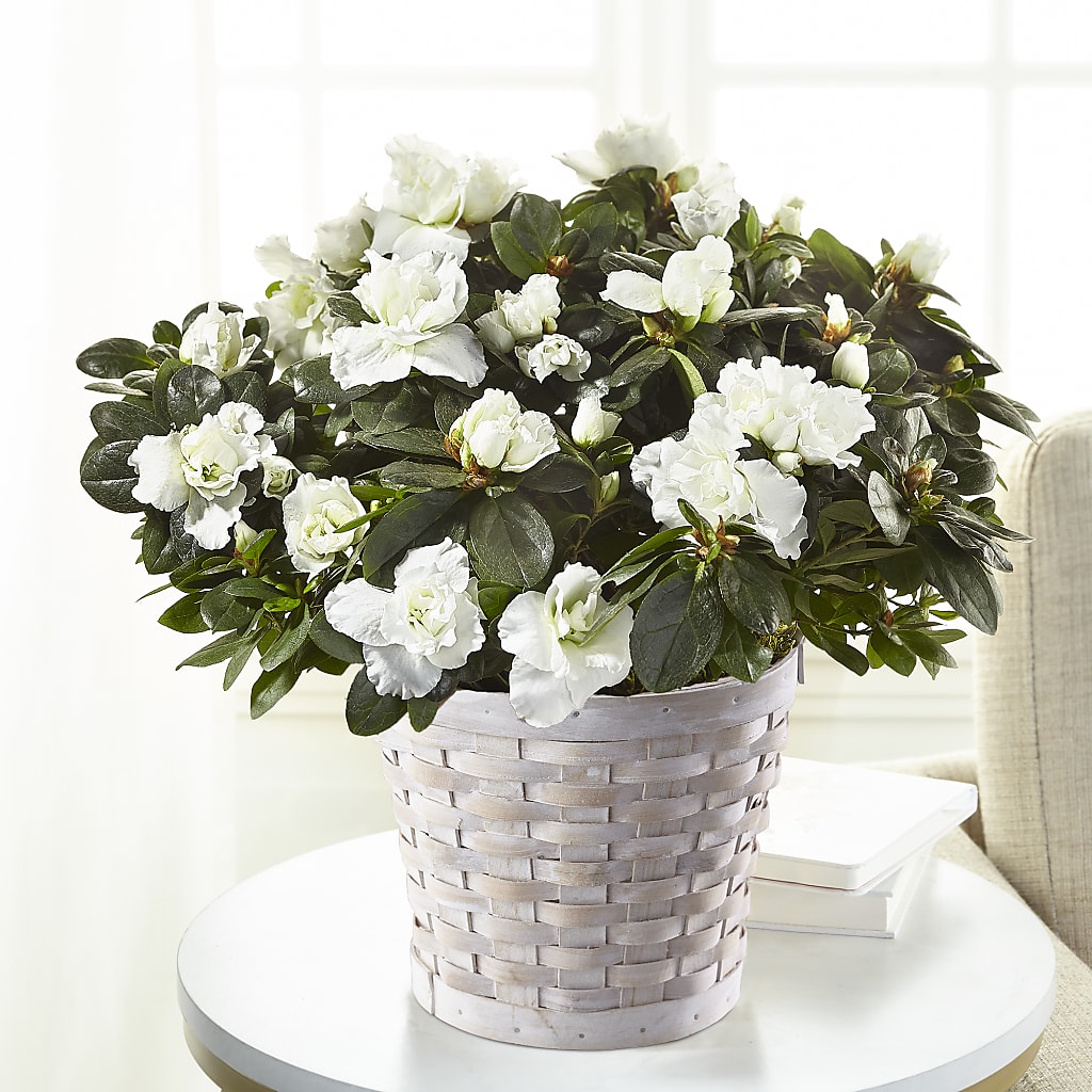 White Azalea Plant – CHET & LEONA'S FLORAL SHOP, Milwaukee WI