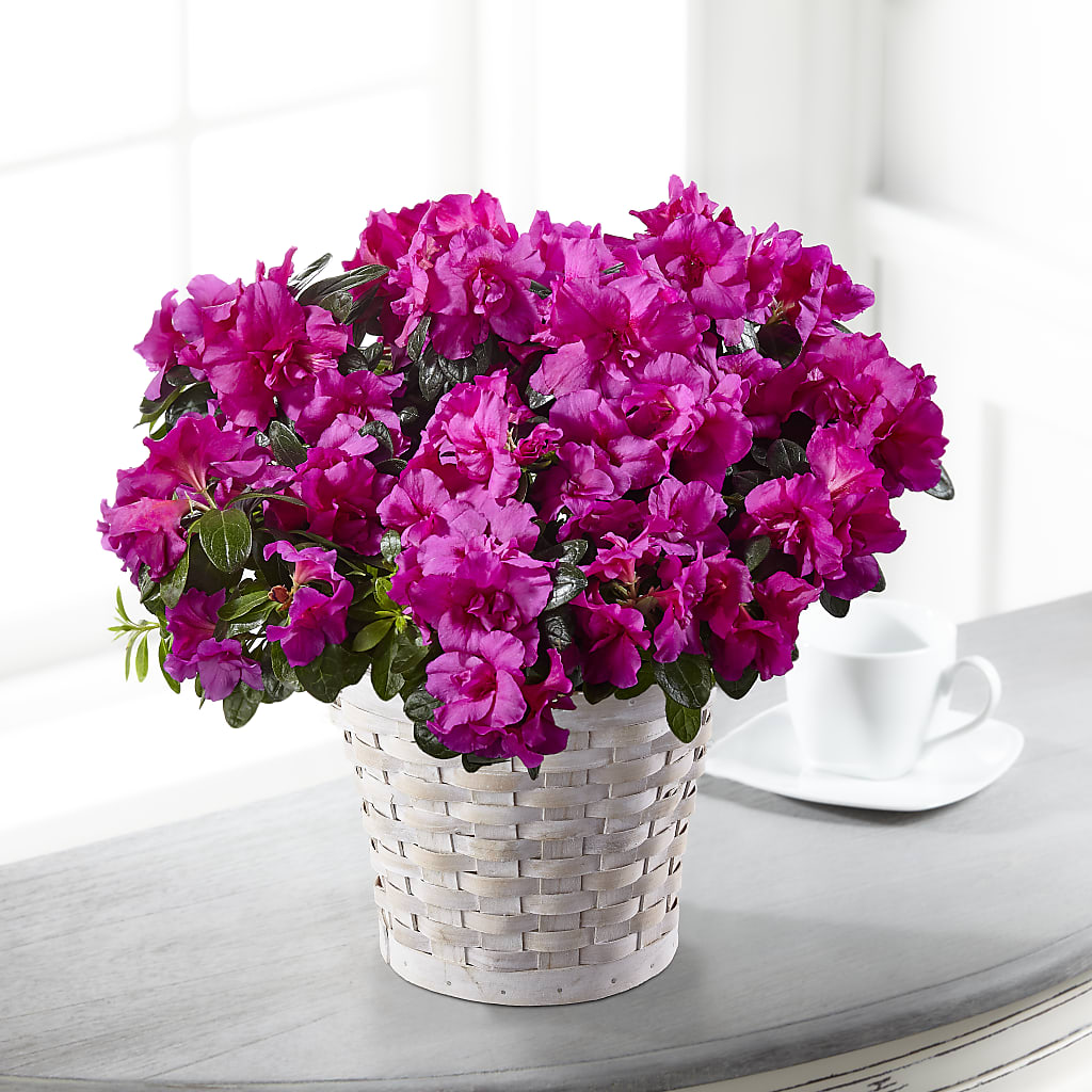 Hope & Serenity Azalea Plant – CHET & LEONA'S FLORAL SHOP, Milwaukee WI