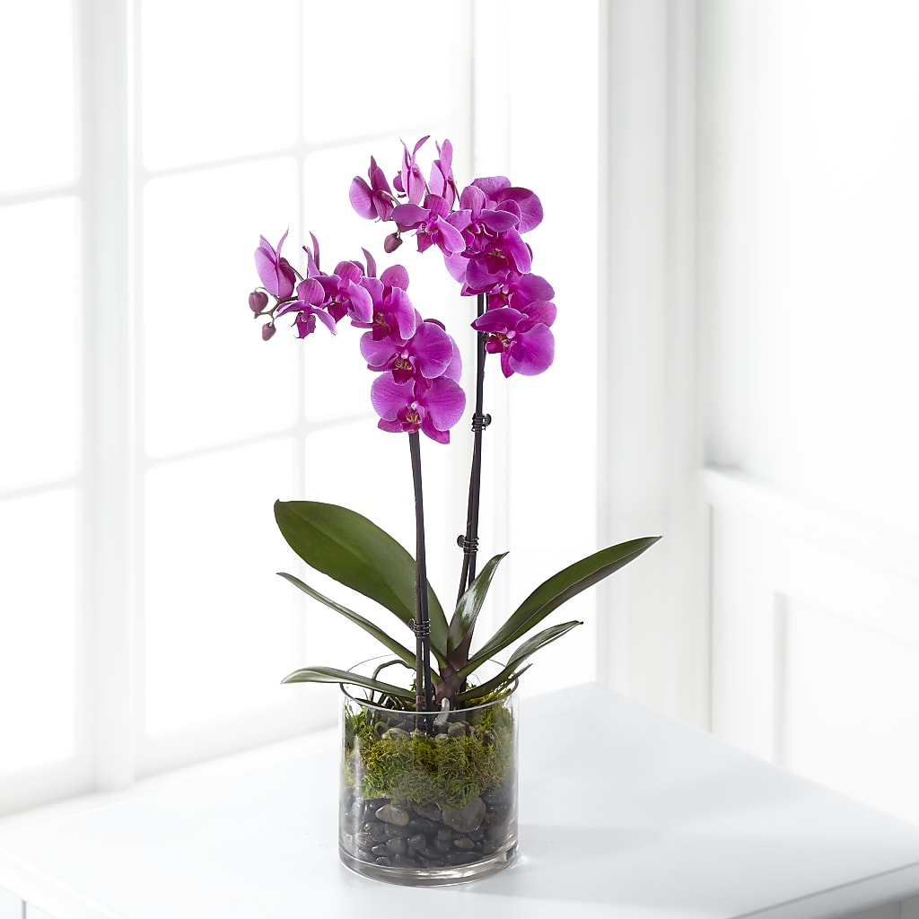 Pink Orchid Plant – CHET & LEONA'S FLORAL SHOP, Milwaukee WI