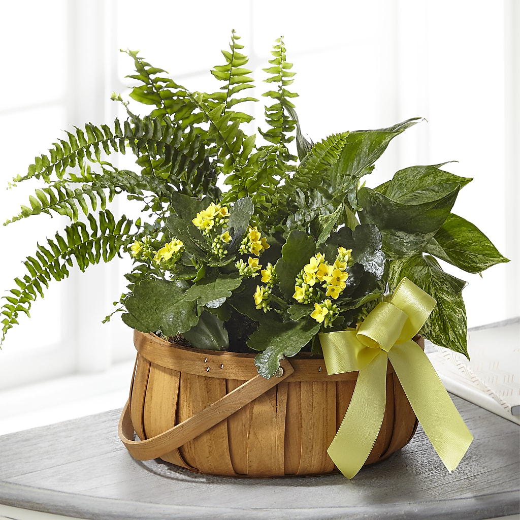 Always Dear Dishgarden – CHET & LEONA'S FLORAL SHOP, Milwaukee WI