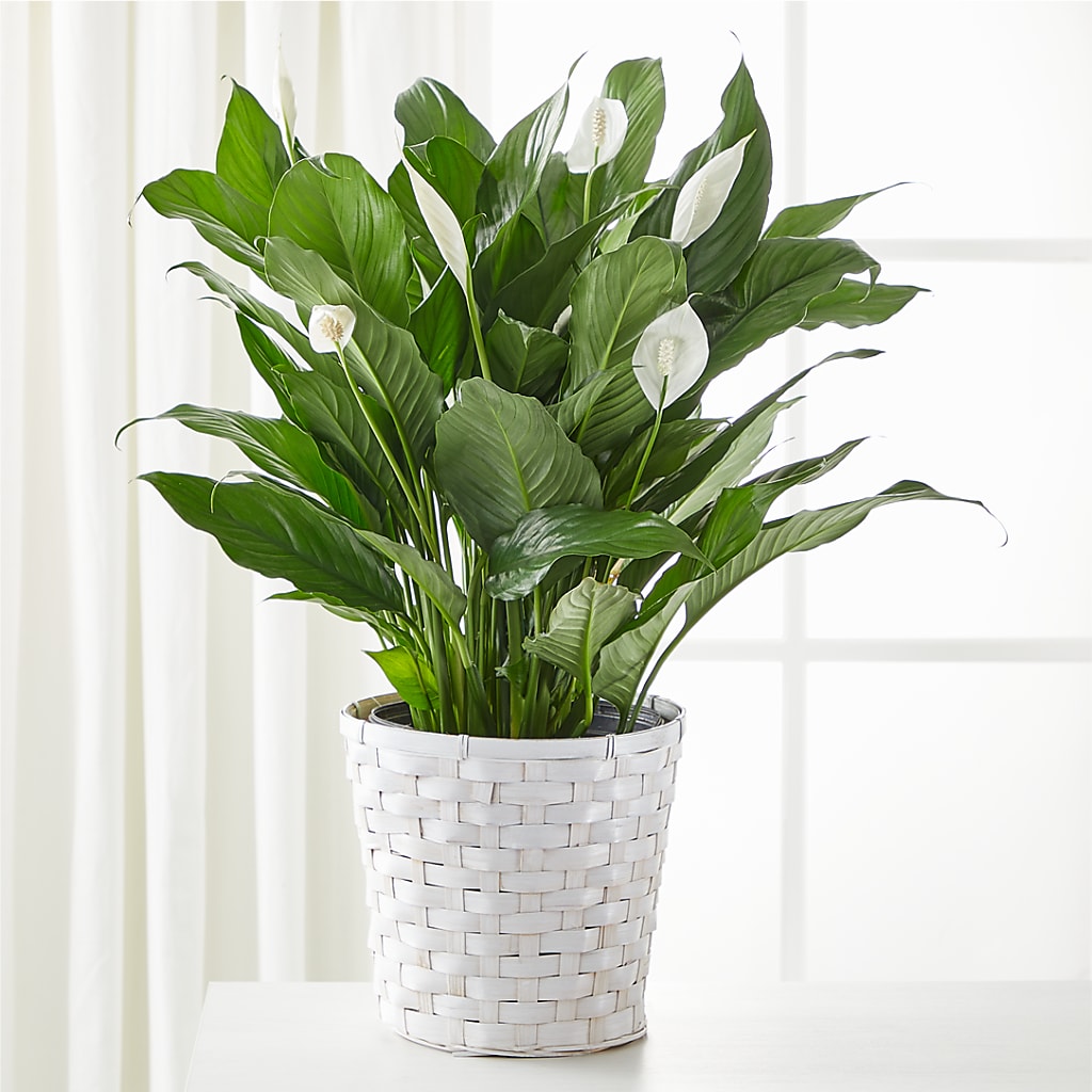 A New Leaf Peace Lily – CHET & LEONA'S FLORAL SHOP, Milwaukee WI