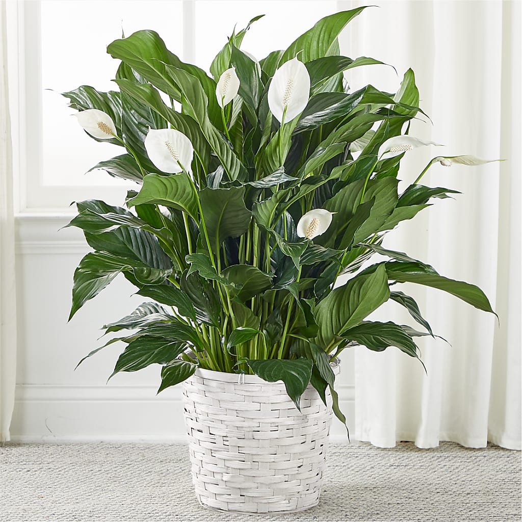 A New Leaf Peace Lily – CHET & LEONA'S FLORAL SHOP, Milwaukee WI