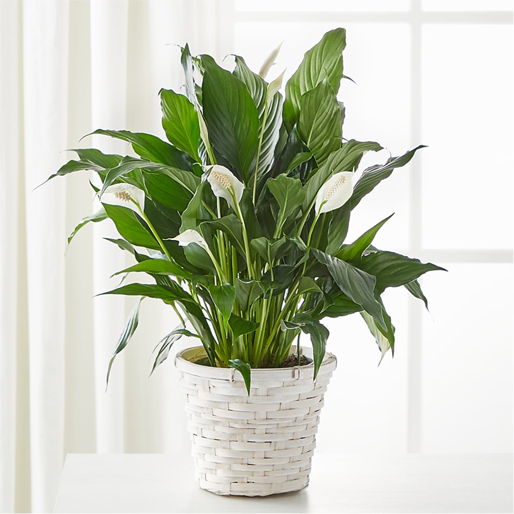 A New Leaf Peace Lily – CHET & LEONA'S FLORAL SHOP, Milwaukee WI
