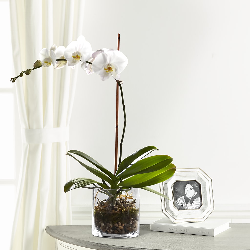 White Orchid Planter – CHET & LEONA'S FLORAL SHOP, Milwaukee WI