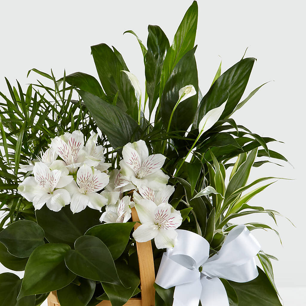 Peace & Serenity Dishgarden – CHET & LEONA'S FLORAL SHOP, Milwaukee WI