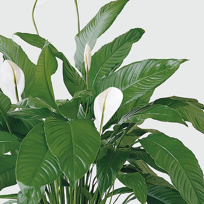 Tranquil Moments Peace Lily Plant – CHET & LEONA'S FLORAL SHOP, Milwaukee WI