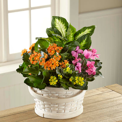 Color Crush Dishgarden – CHET & LEONA'S FLORAL SHOP, Milwaukee WI