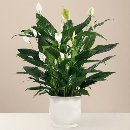 Comfort Planter – CHET & LEONA'S FLORAL SHOP, Milwaukee WI