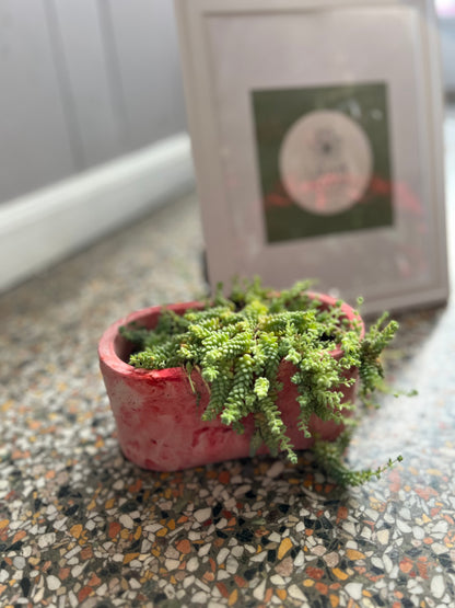 Lala In Bloom - Succulent Pot – CHET & LEONA'S FLORAL SHOP, Milwaukee WI