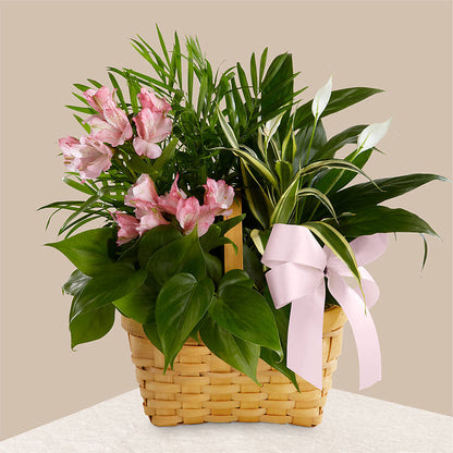 Living Spirit Dishgarden – CHET & LEONA'S FLORAL SHOP, Milwaukee WI
