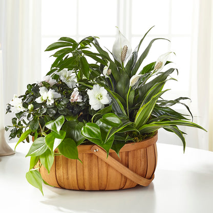 Serene Dishgarden – CHET & LEONA'S FLORAL SHOP, Milwaukee WI