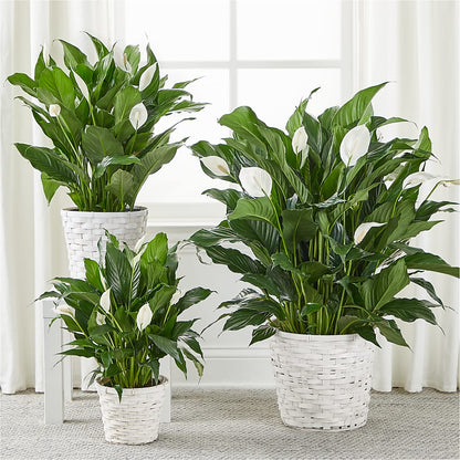 A New Leaf Peace Lily – CHET & LEONA'S FLORAL SHOP, Milwaukee WI