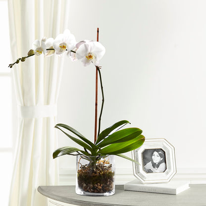 White Orchid Planter – CHET & LEONA'S FLORAL SHOP, Milwaukee WI