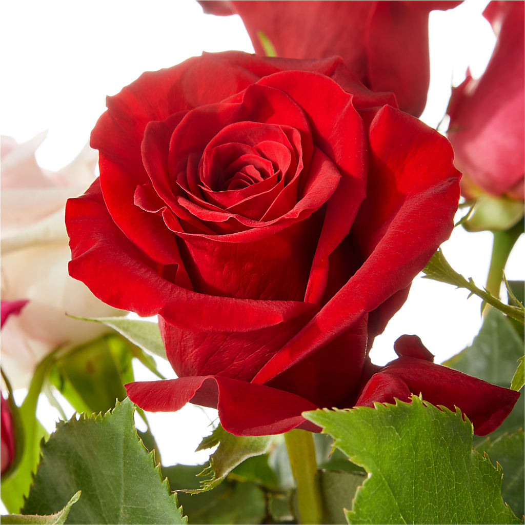 Love Notes Rose Bouquet – CHET & LEONA'S FLORAL SHOP, Milwaukee WI